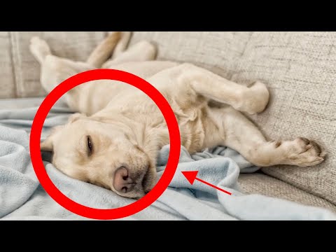 Video: Pas Pasmine Labrador Retriver Hipoalergijski, Zdravlje I životni Vijek