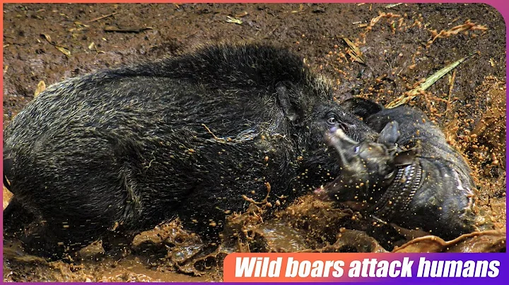 When Fishing Turns Into a Wild Boar Encounter: Surviving Unexpected Attacks!