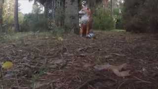 GoPro Cat Vs Fox  Funny Cat gets pranked