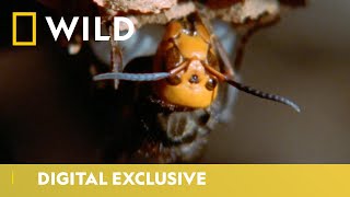 Hornets from Hell | Deadliest Month Ever | National Geographic Wild UK