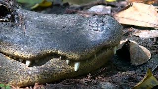 Wildlife expert gives tips on how to protect yourself, pets from alligators