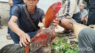 HARGA AYAM BANGKOK HARI INI 29-11-2025 DI PASAR SUMPIUH BANYUMAS