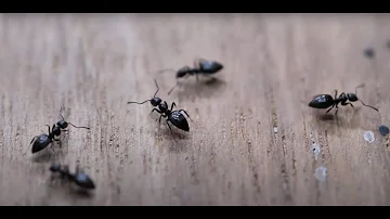 Comment se débarrasser des fourmis charpentières ?