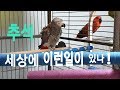 연구대상똘이&루비뷰 즐거운추석명절 행복하세요