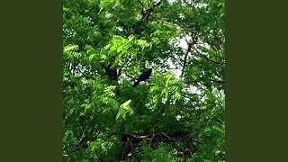 cuckoo bird sound screenshot 3