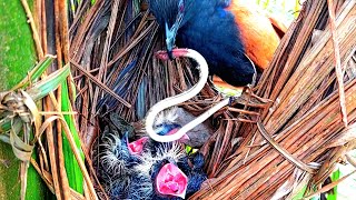 Anak burung bubut terlilit ular sebelum bisa di telan nya