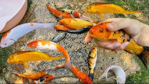 Vui học cùng bé-Bắt các con cá koi:màu đỏ,màu vàng,màu trắng,màu đen…ở trong công viên mắc cạn