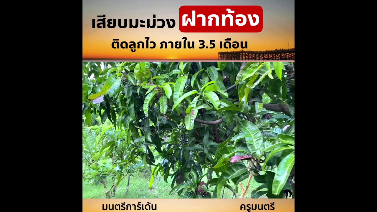 ฝากท้องมะม่วง