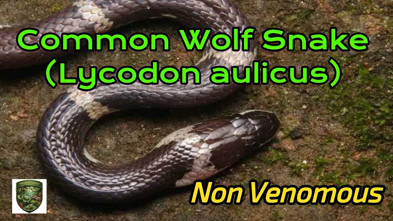 Common wolf snake 