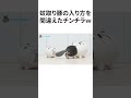 蚊取り豚の入り方を間違えたチンチラｗ #Shorts
