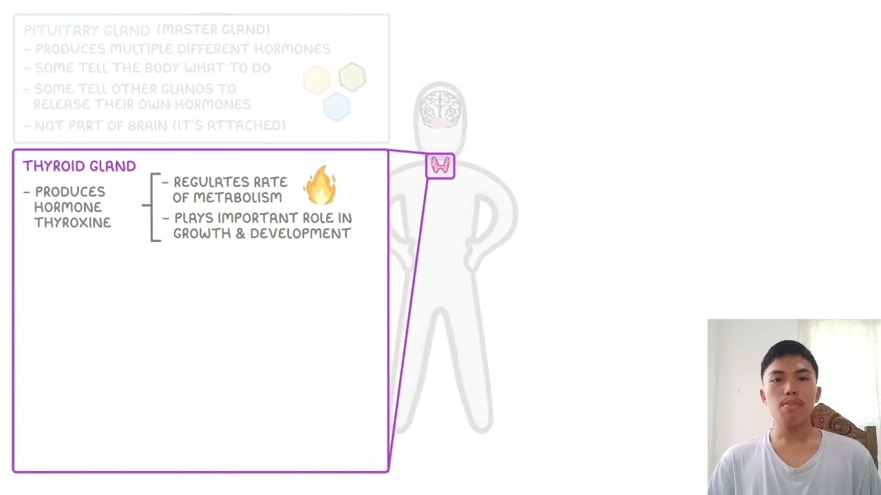 The Endocrine System | Submitted by: Benson Oliva