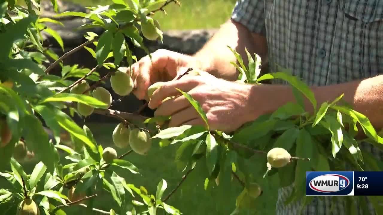 Grow it Green: Growing peaches in New Hampshire