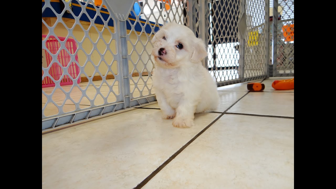 Bichon Frise, Puppies, Dogs, For Sale, In Jacksonville