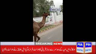 The sacrificial camel ran away in Okara. Let everyone, including the butcher, run