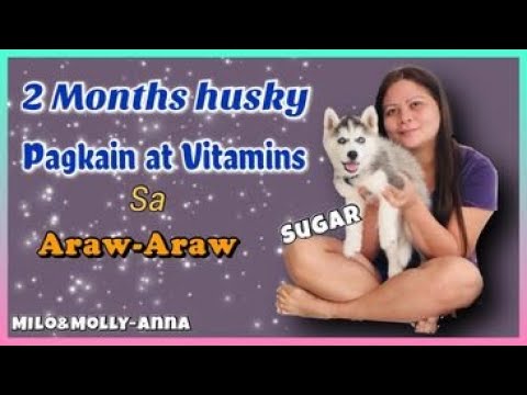 Video: Paano Pakainin Ang Isang Husky Puppy
