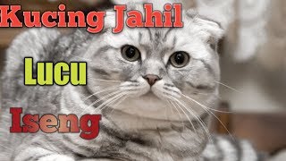Kucing Jahil, Lucu, Iseng...