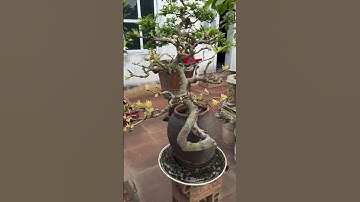 ỔI GĂNG BONSAI 😳 TÁC GIẢ CÓ BÀN TAY VÀNG ✂️ #chia_sẻ_cách_tạo_bonsai #bonsaitihon #nguyễn_huỳnh_vtc