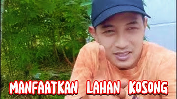 CABUT RUMPUT,TANAM SINGKONG DAN PEPAYA
