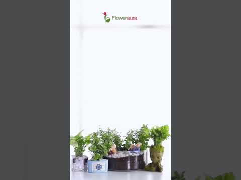Best Indoor plants in India from Floweraura #shorts #youtubeshorts #plants