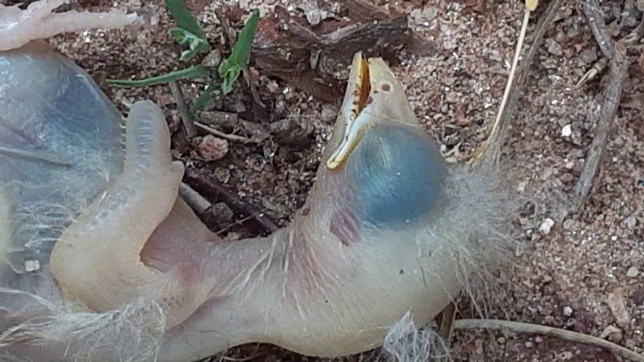 The dead birds subscribe for more dead stuff 