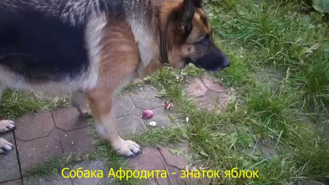 фото ячмень у собаки онлайн