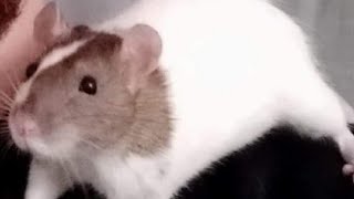 Immortal Rats - Perséphone (Punk-o-Matic2)