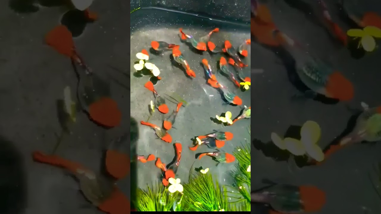 Koi đen super short Các dòng cá bảy màu, neon, dĩa ở... - youtube