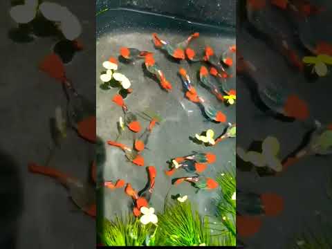 Video Koi đen super short Các dòng cá bảy màu, neon, dĩa ở... - youtube