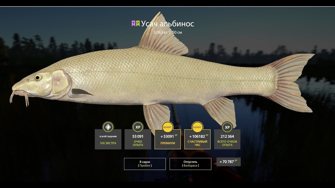 СУПЕР КЛЕВ УСАЧА АЛЬБИНОСА НА МЕДВЕЖКЕ ФАРМ РЕДКИХ КОИ НА МЕДНОМ ОБЗОР ВОДОЕМОВ РУССКАЯ РЫБАЛКА РР4