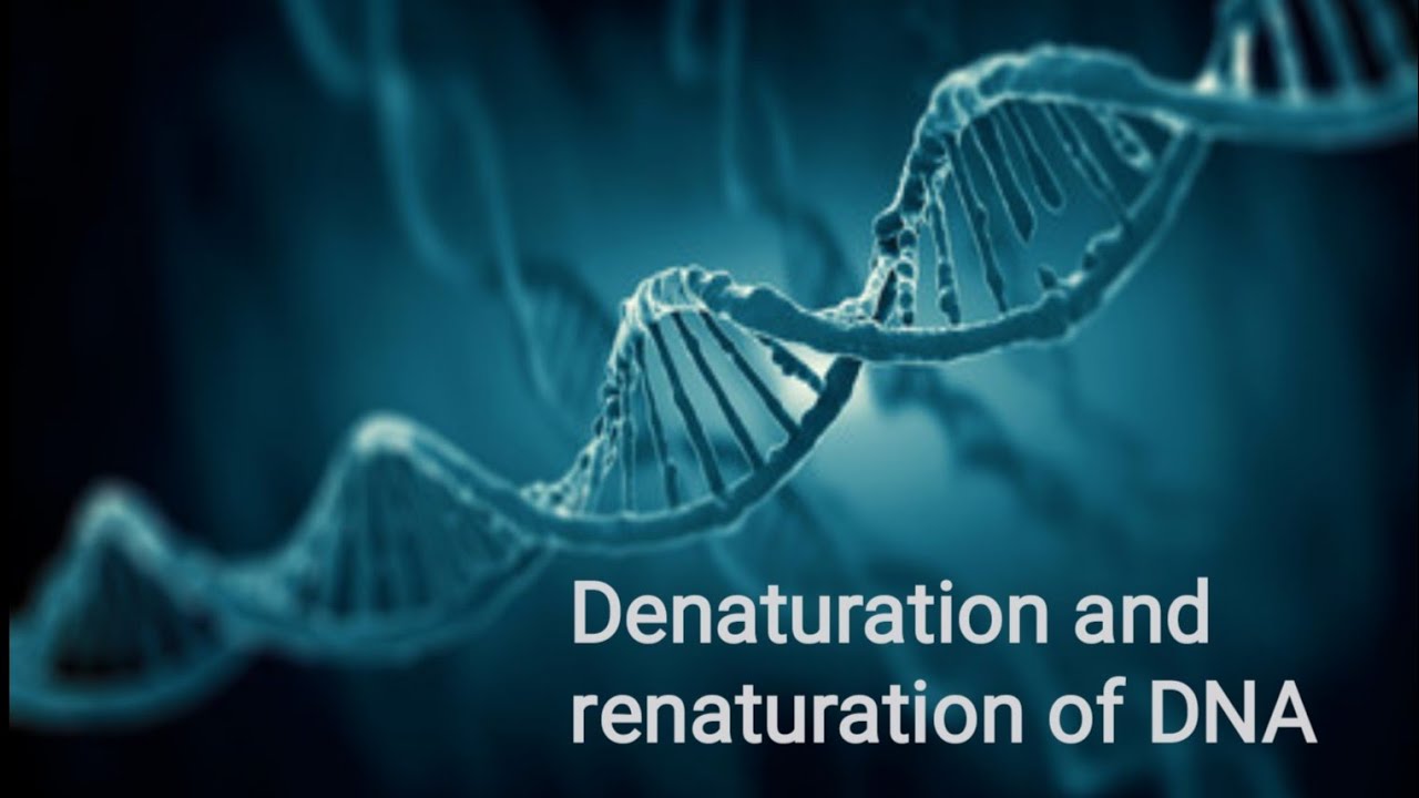 Denaturation and renaturation of DNA Factors affect DNA denaturation