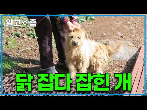 시골에 버려진 개를 데려왔더니 집안 닭을 다 잡아 죽였다? 함께 평화롭게 살고 싶지만 자꾸 사고 치는 강아지에 어찌할 바를 모르는 할머니│세상에 나쁜 개는 없다│알고e즘