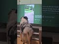 Simbaрџђ Morning Tv 2025 Pets France Paris Simbaрџђ Morning Tv 2025 Pets France Paris