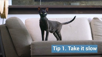 Introducing Mousr to your cat