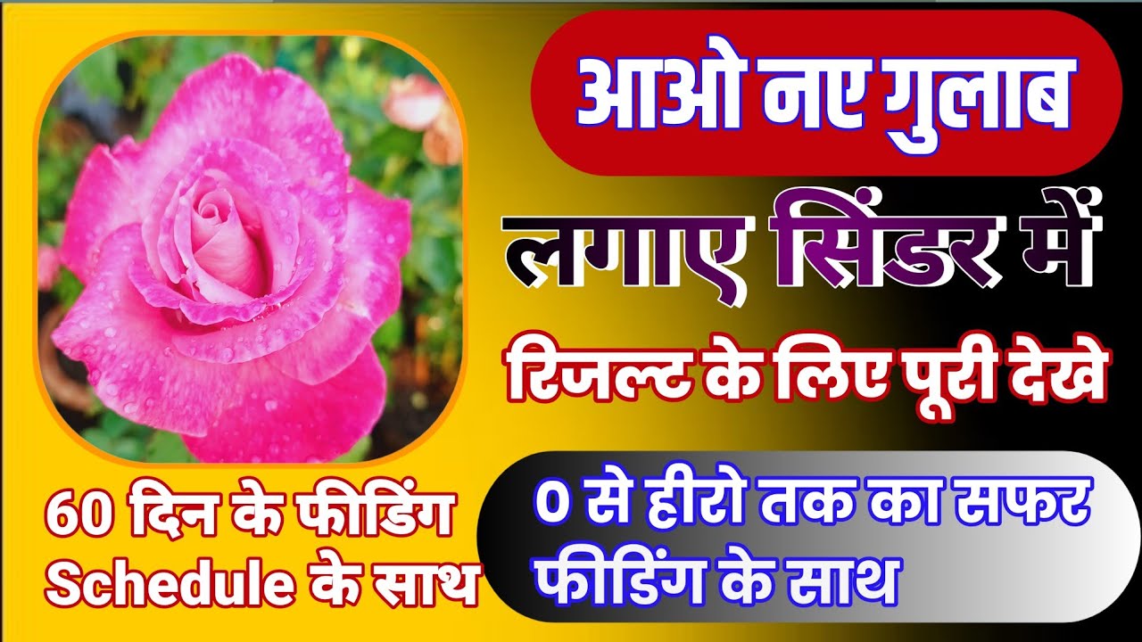 नए गुलाब आओ लगाए सिंडर में 0 से Hero तक का सफर 60 दिन फीडिंग के साथ