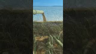 CHACO 🇦🇷 ¡Cosecha de #trigo en Las Breñas! 🌾💪