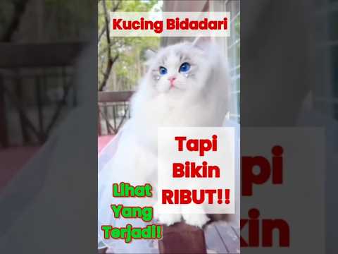 Jangan Percaya Ragdoll Cantik... Liat Apa Yang Terjadi!! 😻⚠️ #shorts #ragdollcat
