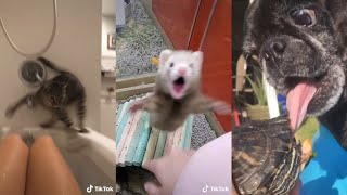 Oh no Oh no Oh no no no song | animals TikTok compilation