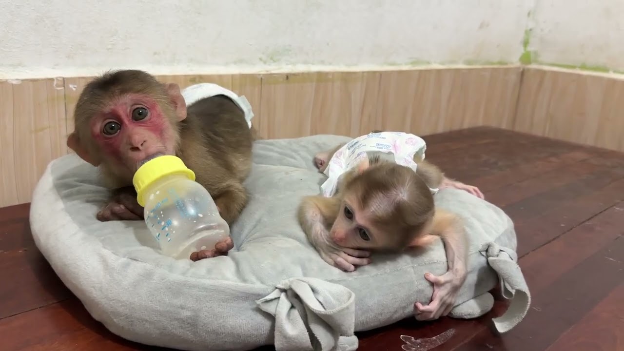 So lovely and beautiful 😻 