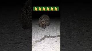 Ёжик на тусе 🤪🤪🤪🤣🤣🤣😂