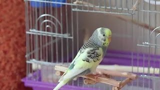 Тошакартоша и Ксю, весёлое пение для попугайчиков