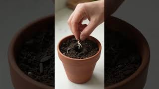 🍎 How to Grow an Apple Tree From Seed