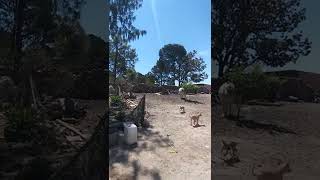 El Saymon Cuando Le Dieron Una Rebolquiza Aki En Xtamanawe A 2022 D Mayo