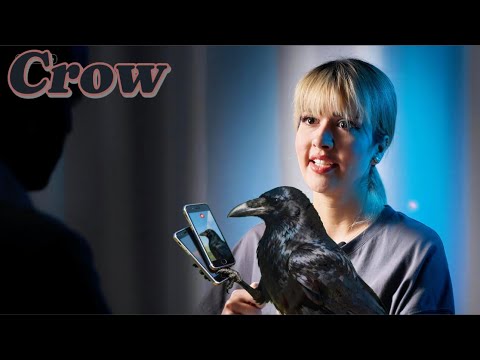 رونمایی از کلاغ واقعی