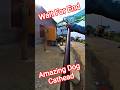 Amazing Double Dog Cathead In Davangere #dog #ytshorts #streetdogplanet44 #pets #amazing