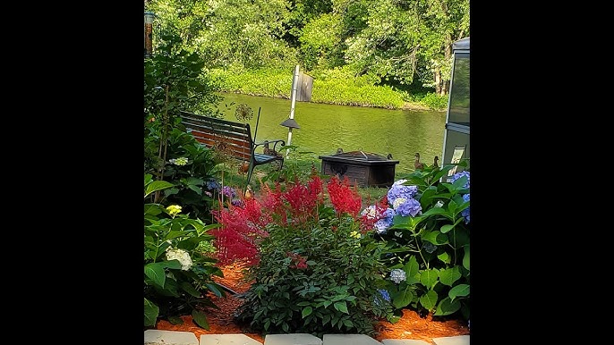 Saving My Wilted , Dying Astilbe Plants - Youtube