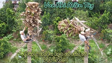 Vua Khỉ Cưa Cây Dừa Chủ Nhà Khen Nức Mũi🤣