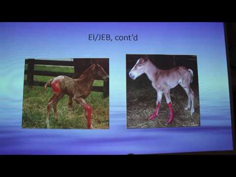 Junctional Epidermolysis Bullosa in Horses