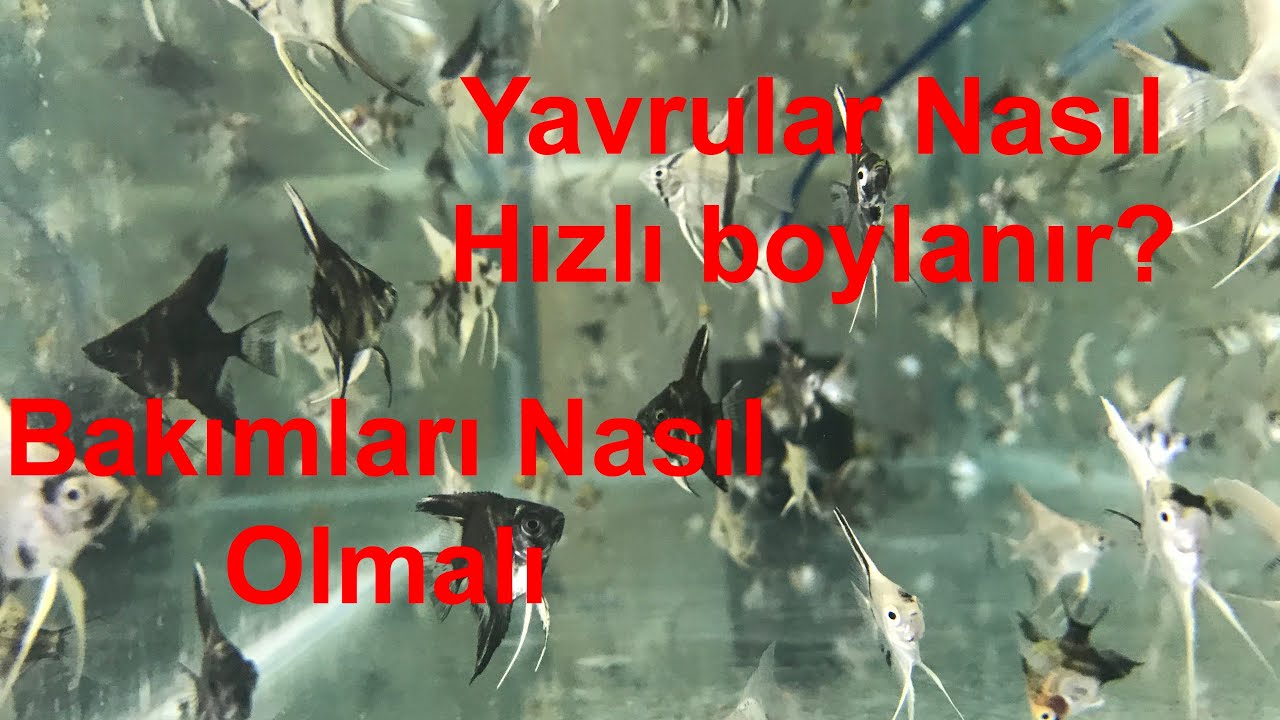 Yavru Balık Bakımı Nasıl Olmalı? Nasıl Hızlı Boylandırılır?
