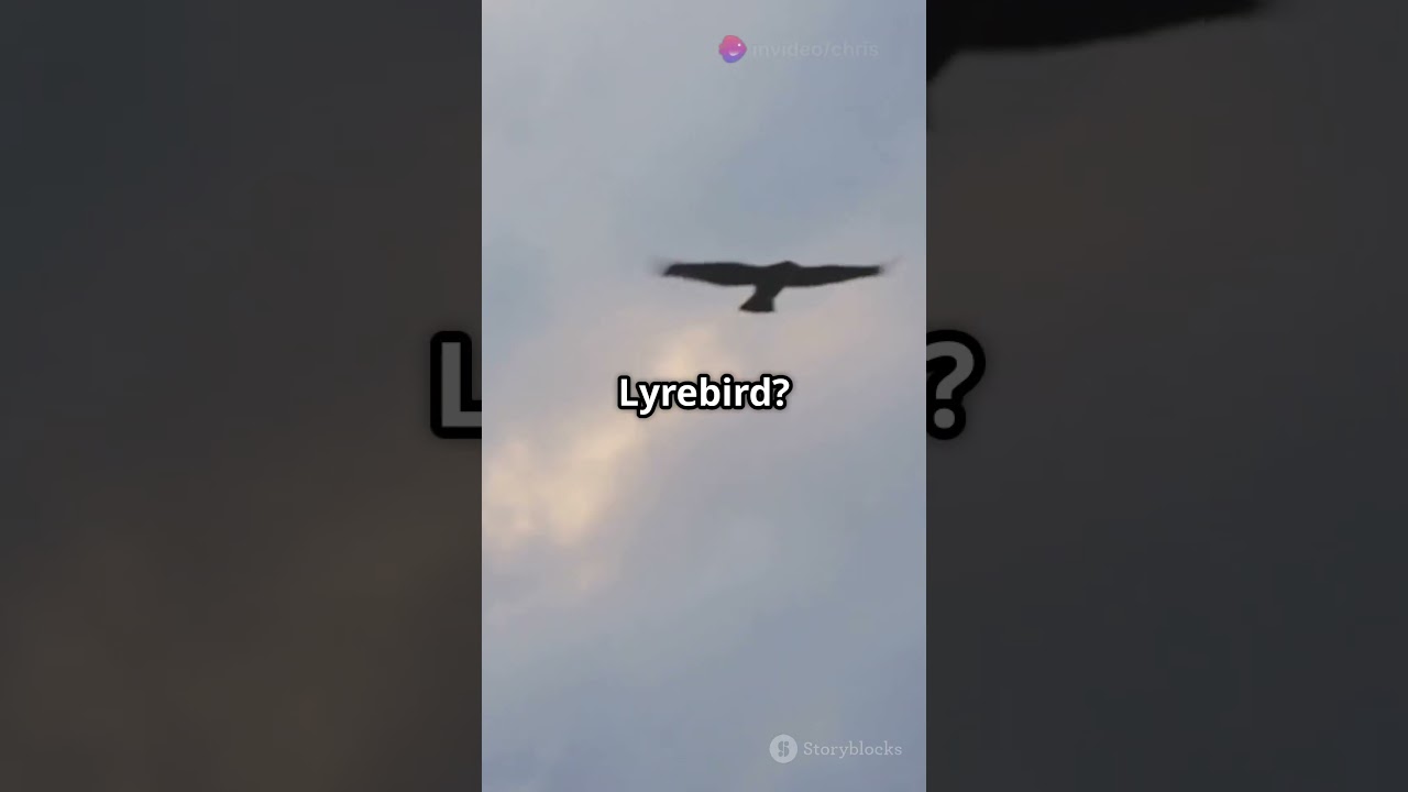 Unique Bird Facts🐦‍⬛🪿🦃🕊️🐧🦆🦉🪶🪶🪶🪽🪽🪽