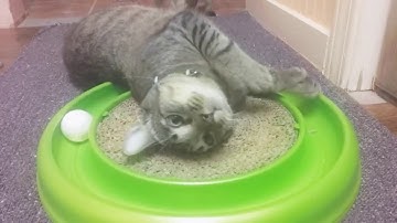 When a cat has too much cat nip